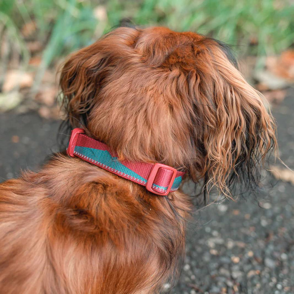 Non-Stop Dogwear Trail Quest Collar, Teal/Wine
