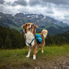 Non-Stop Dogwear Trail Quest Dog Backpack, Dark Teal
