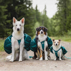 Non-Stop Dogwear Trail Quest Dog Backpack, Dark Teal