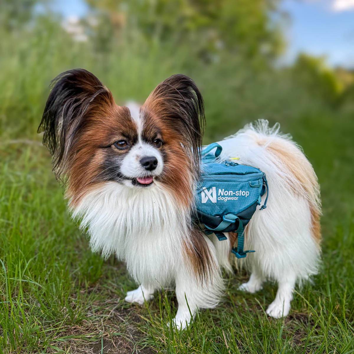 Non-Stop Dogwear Trail Quest Dog Backpack, Dark Teal