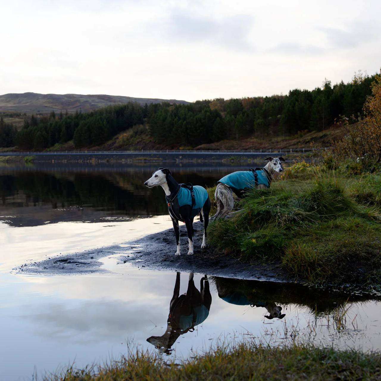 Non-Stop Dogwear Trail Quest Fleece Pullover, Teal